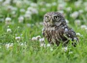 Athene noctua