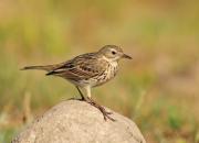 Anthus pratensis