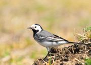 Motacilla alba
