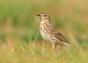 Anthus pratensis
