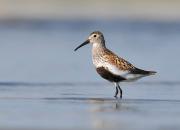 Calidris alpina