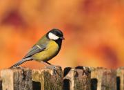 Parus major