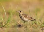 Anthus pratensis