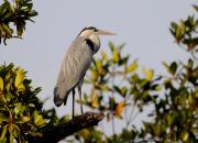 Ardea cinerea