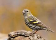 Carduelis spinus
