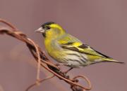 Carduelis spinus