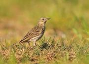 Anthus pratensis