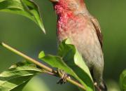 Carpodacus erythrinus