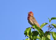 Carpodacus erythrinus