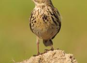 Anthus pratensis