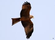 Milvus migrans