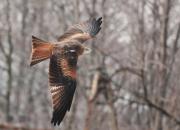 Milvus milvus
