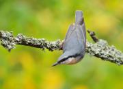 Sitta europaea
