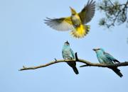 Coracias garrulus