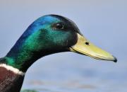 Anas platyrhynchos