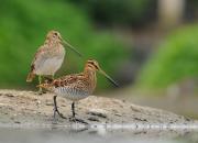 Gallinago gallinago