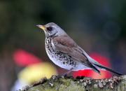 Turdus pilaris