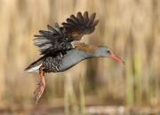 Rallus aquaticus