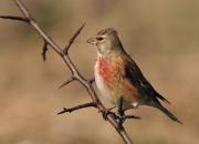 Carduelis cannabina
