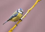 Cyanistes caeruleus