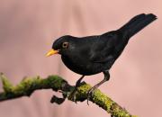 Turdus merula