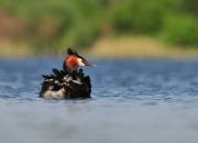 Podiceps cristatus