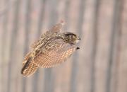 Bubo bubo