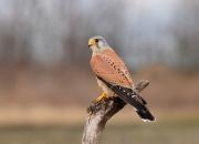 Falco tinnunculus