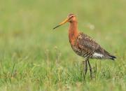 Limosa limosa