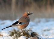 Garrulus glandarius