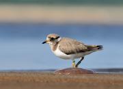 Charadrius hiaticula