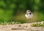 Charadrius dubius