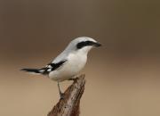 Lanius excubitor
