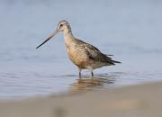 Limosa lapponica