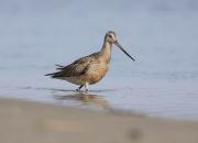 Limosa lapponica