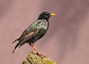 Sturnus vulgaris
