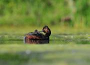 Podiceps nigricollis