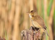 Acrocephalus scripaceus