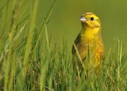 Emberiza citrinella