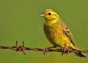 Emberiza citrinella