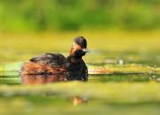 Podiceps nigricollis
