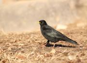 Pyrrhocorax graculus