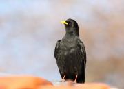 Pyrrhocorax graculus
