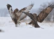 Buteo buteo