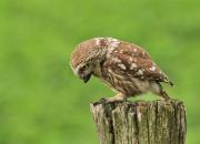 Athene noctua