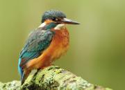 Alcedo atthis